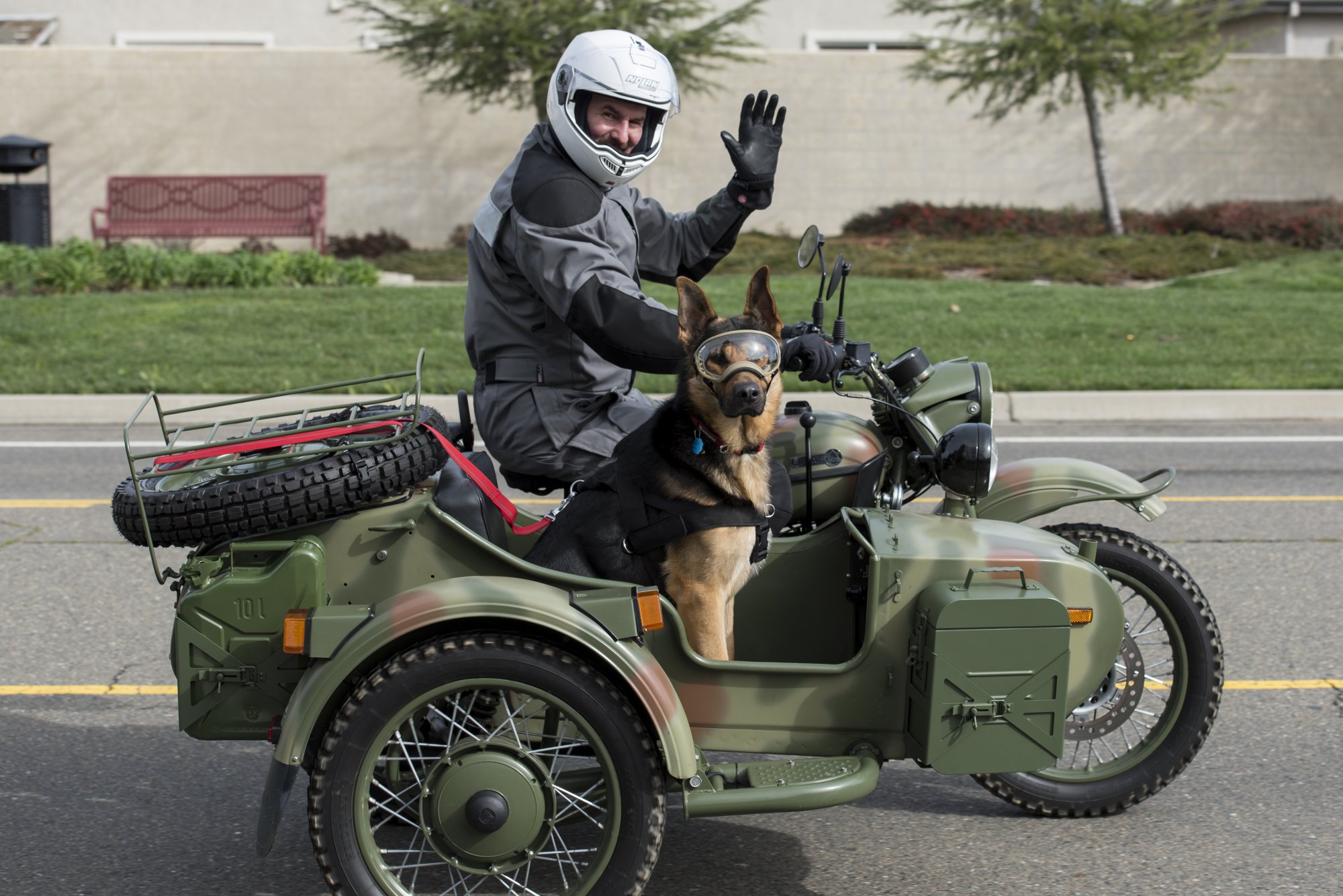 dog in sidecar 3.jpg