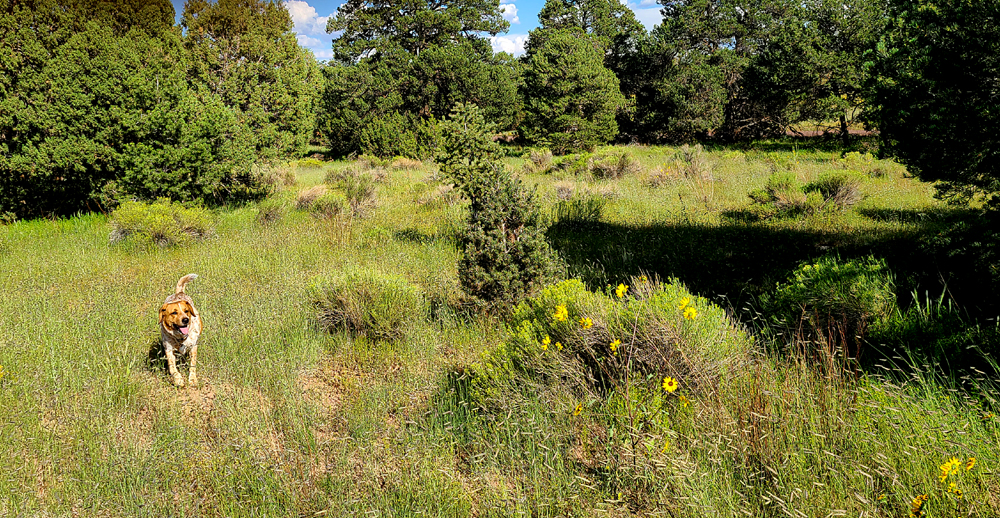 Ginger Walnut Canyon.jpg