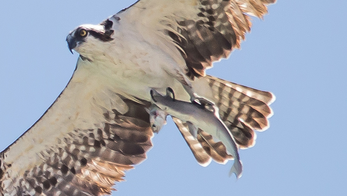 osprey-shark-fish-doc-jon-fstoppers.jpg