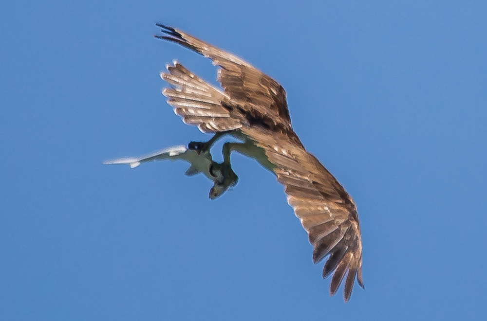 osprey-shark-fish-doc-jon-fstoppers_3_0.jpg