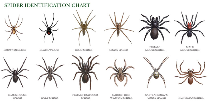 types-of-spiders.jpg