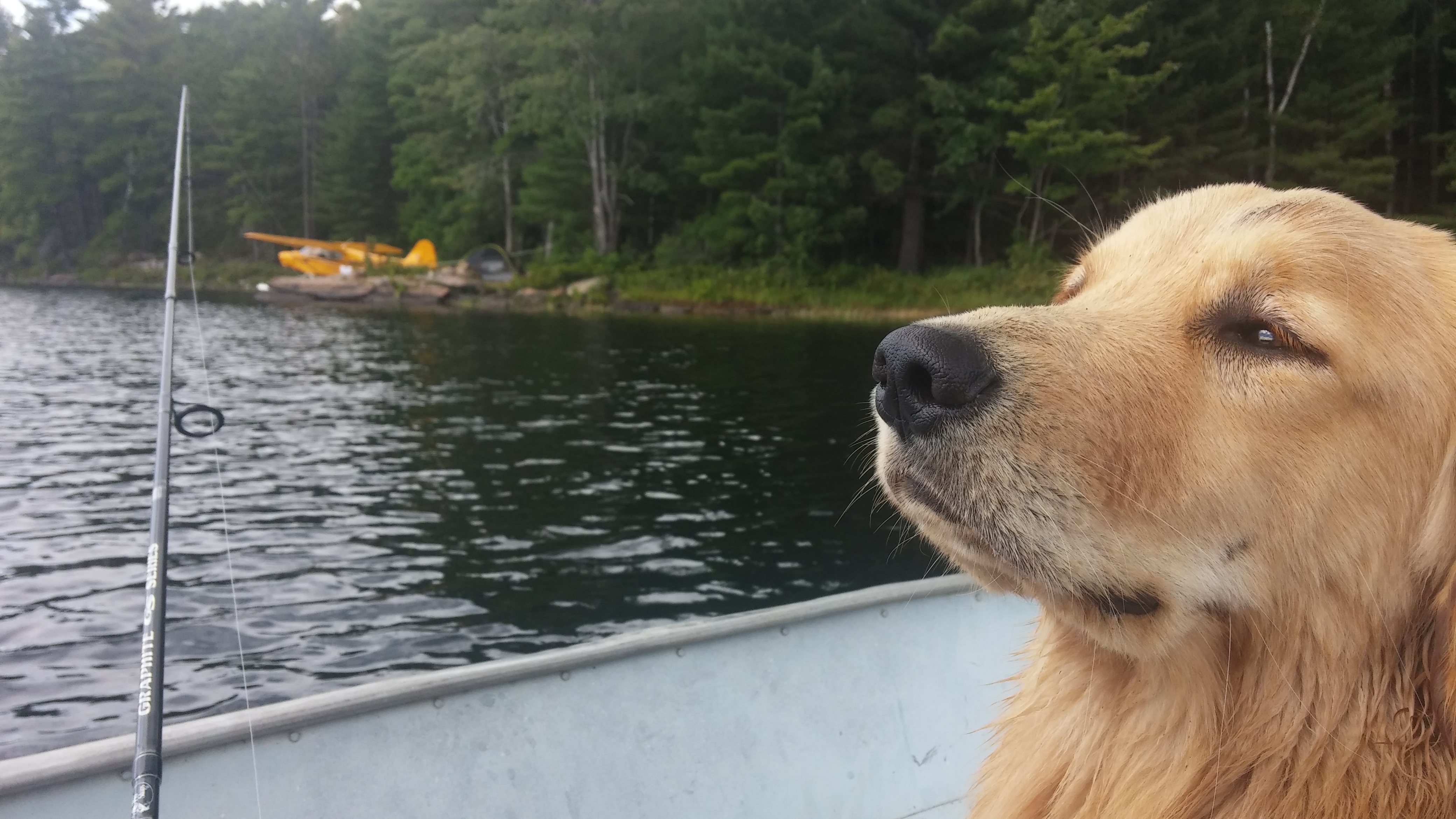Golden retriever riding in boat on camping trip