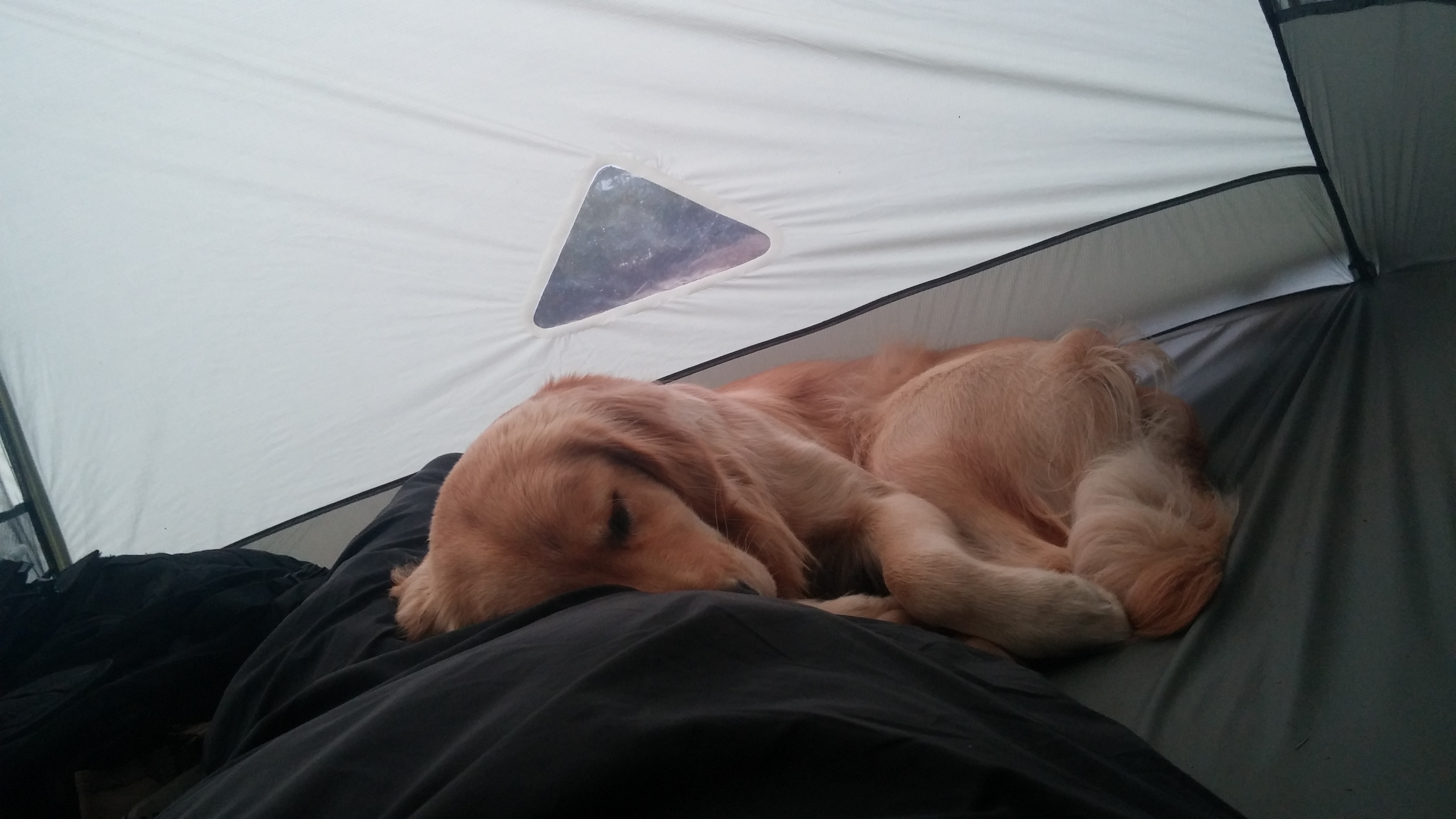 Golden Lab puppy sleeping in tent