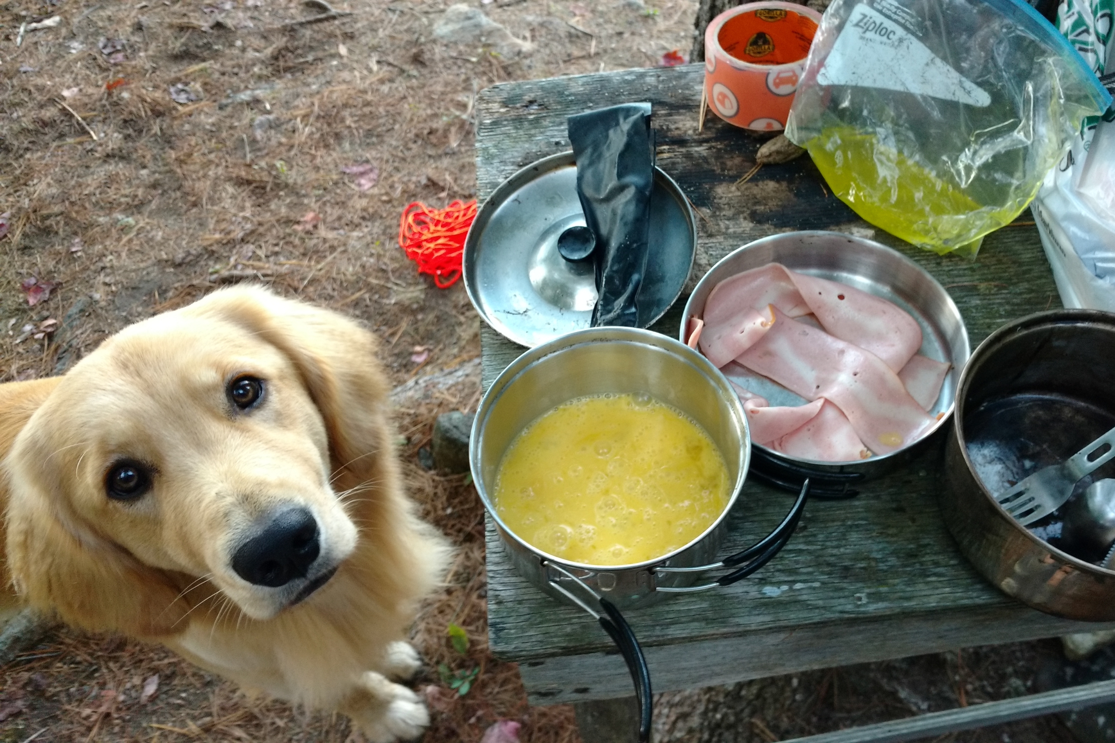 dog_golden_maverick_dinner_time