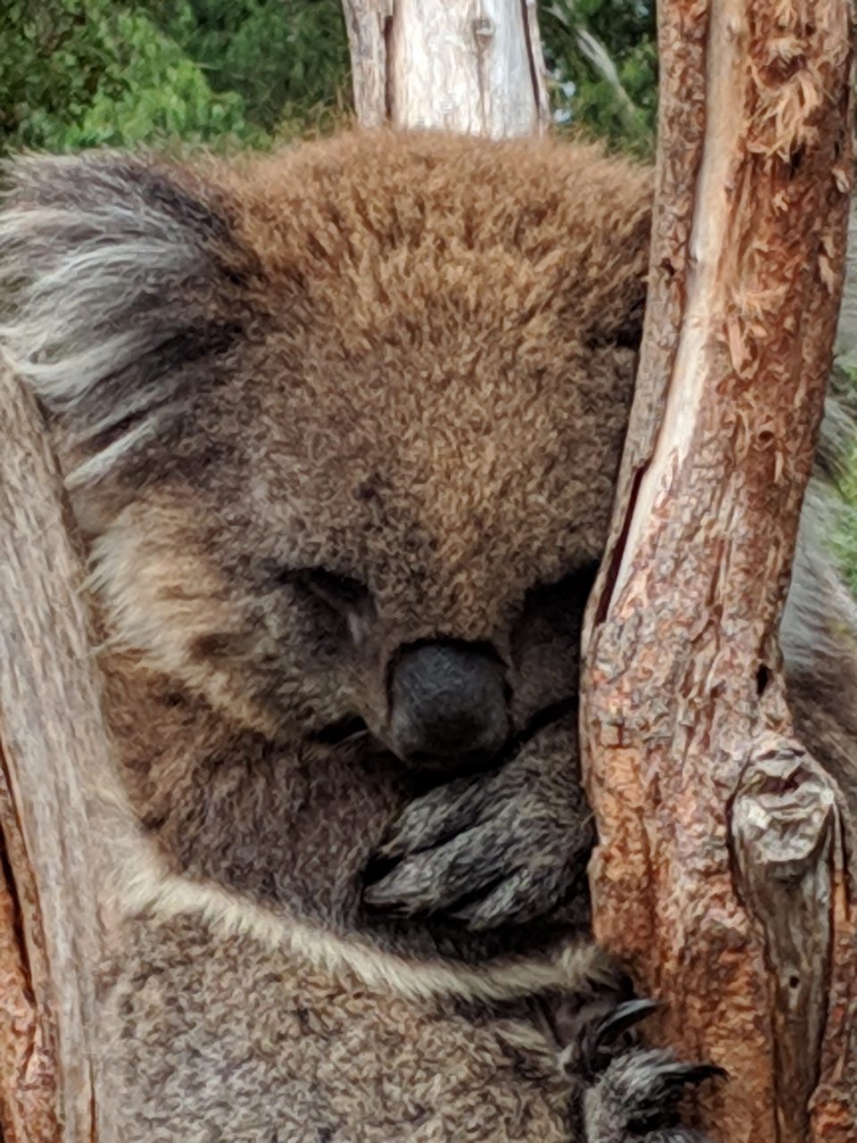 Healesville Sanctuary