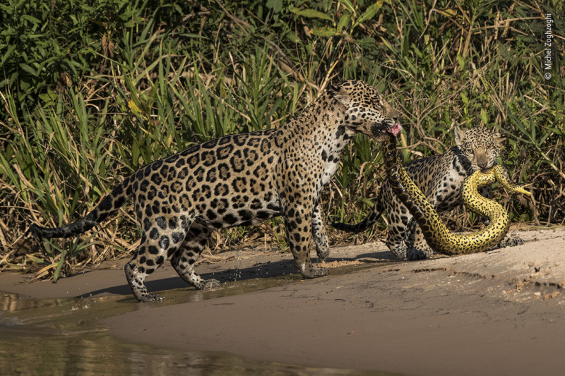 ©-Michel-Zoghzoghi-Wildlife-Photographer-of-the-Year-Highly-Commended-800x533.jpg