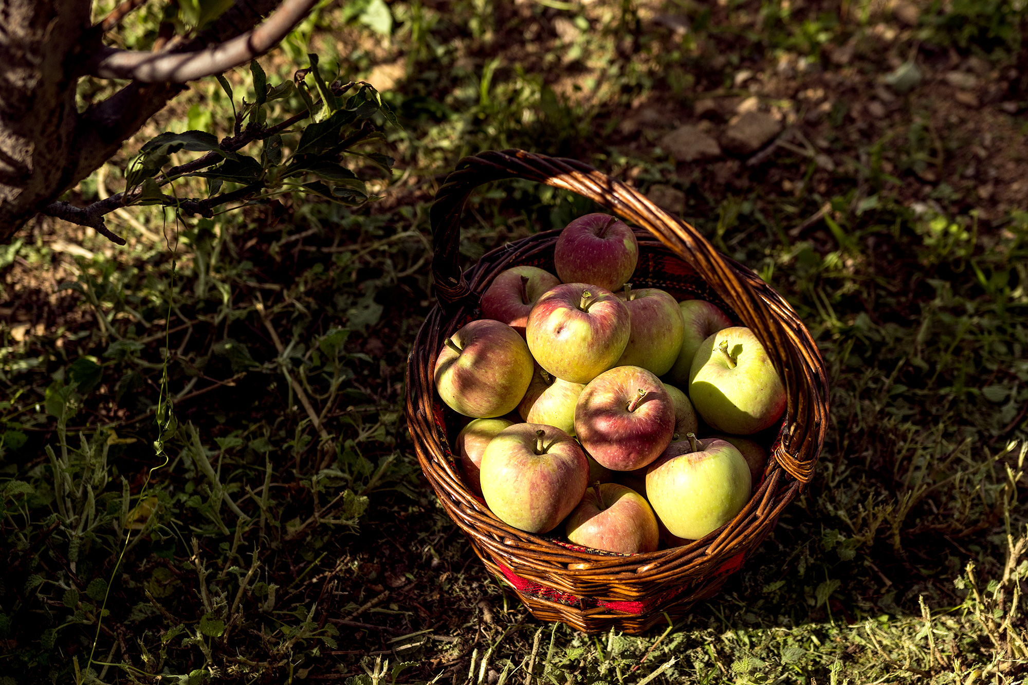 Apples-00028.jpg