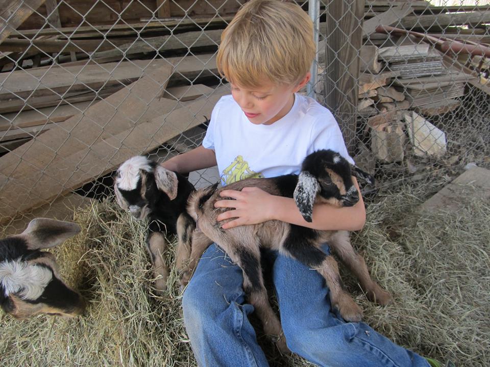 baby goats 2016.jpg