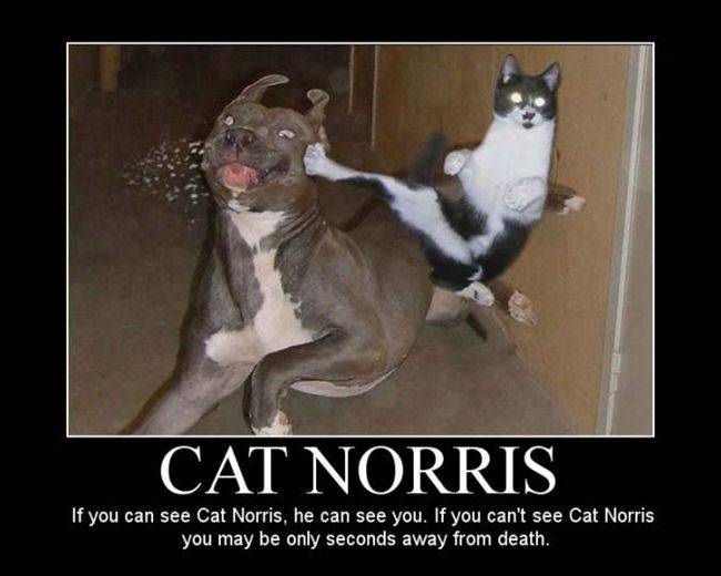 cat norris.jpg