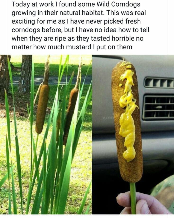 corn dogs.jpg