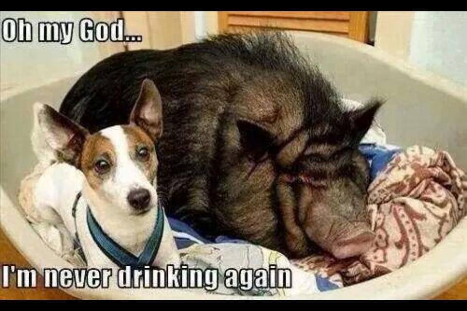 drinking with a pig.jpg