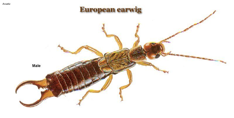 earwig.jpg