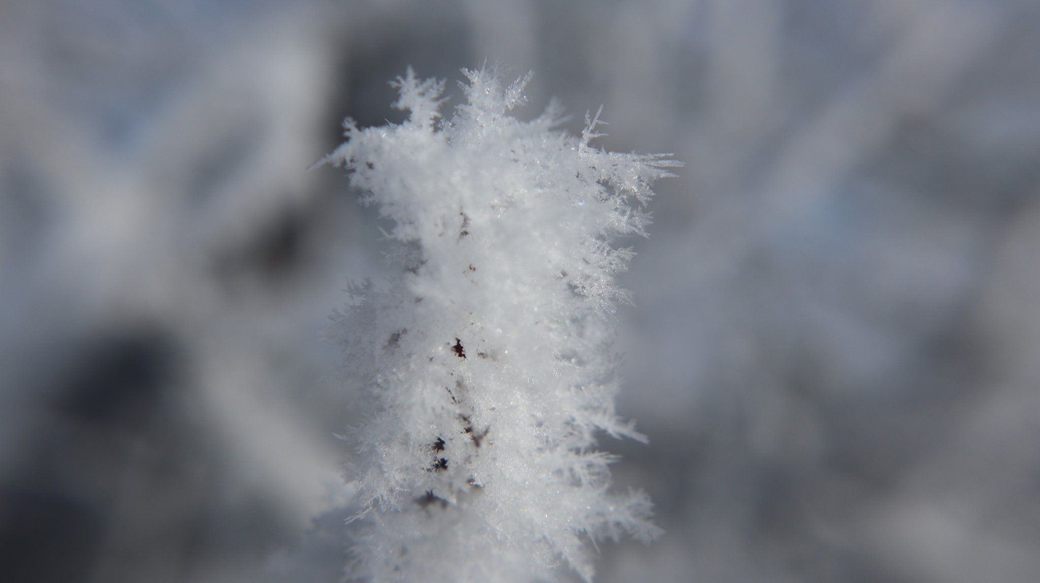 Hoar Frost on Tree.jpg