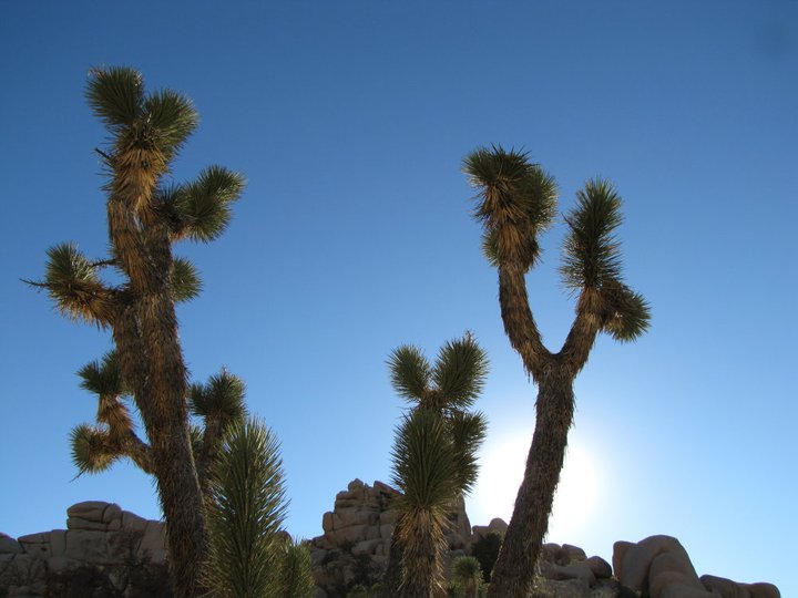 Joshua tree.jpg