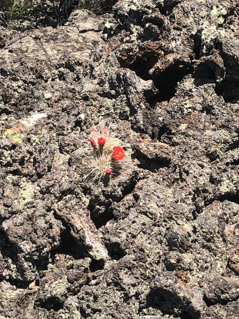 lava flower.jpg