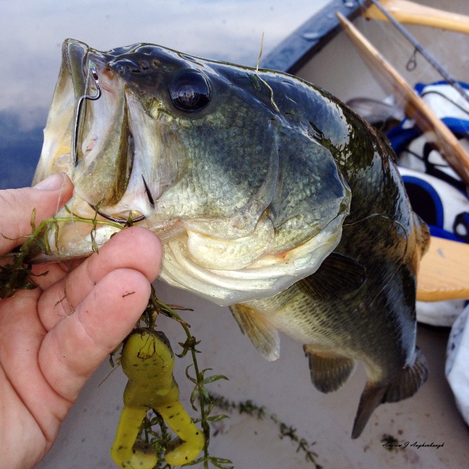 Lipping-largemouth_edited-1-680x680.jpg