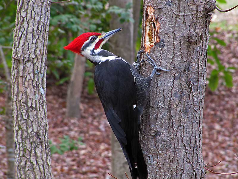 pileated-woodpecker-male_1421_web1.jpg