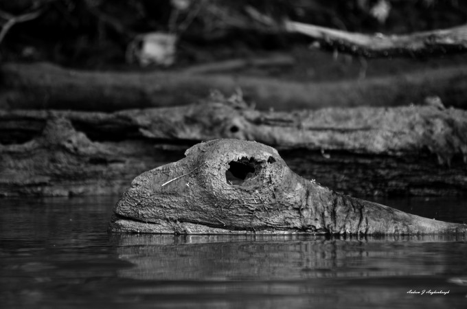 Piscataway-creek-monster_edited-1-680x450.jpg