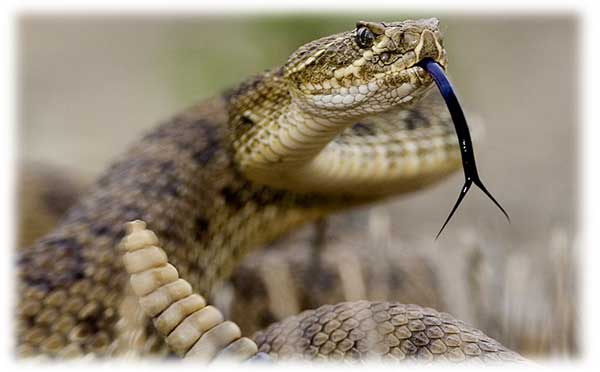 Rattlesnake.jpg