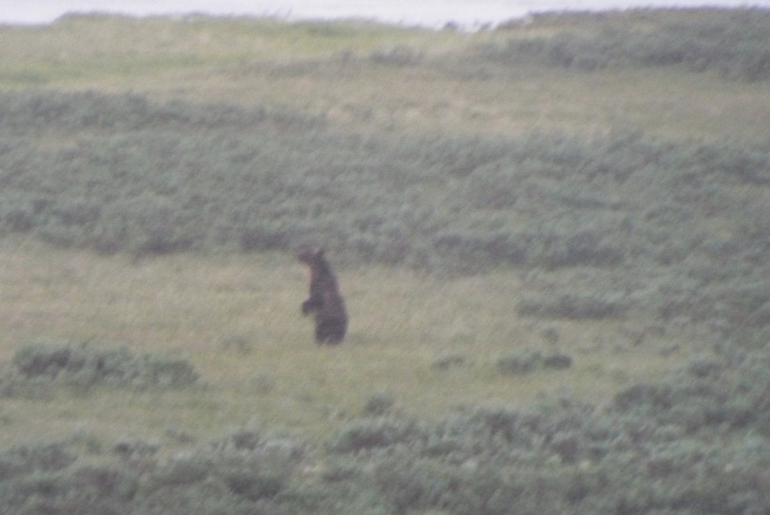 Standing Bear - Copy.jpg