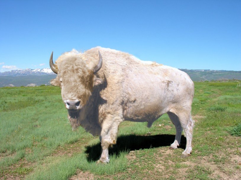 the great white buffalo.jpg