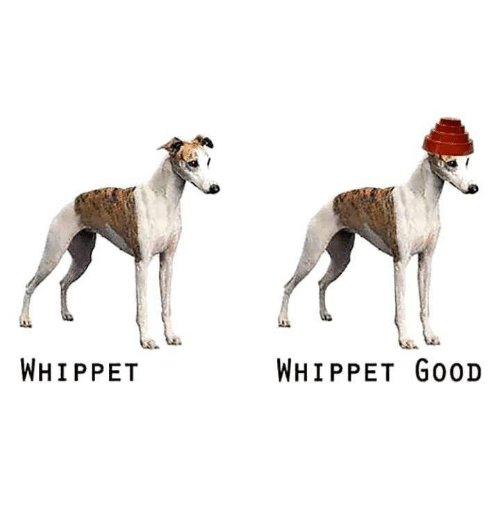 whippet-whippet-good-30493959.png