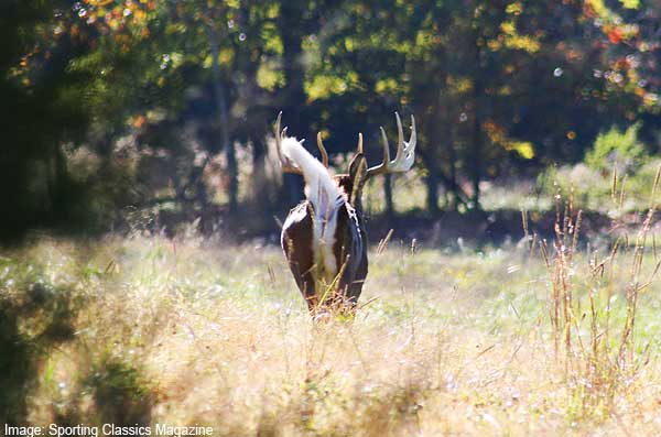 whitetail-deer-running-away.jpg