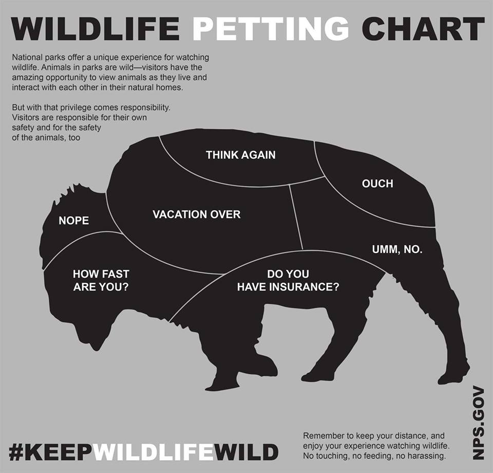 wildlifepettingchart.jpg