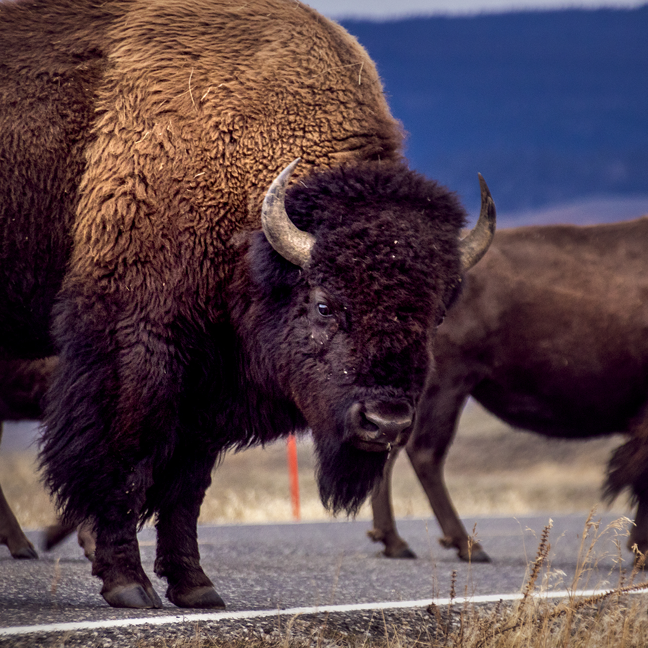 Yellowstone - 0072-Edit.jpg