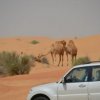 2013-09-06 - Camels2.jpg